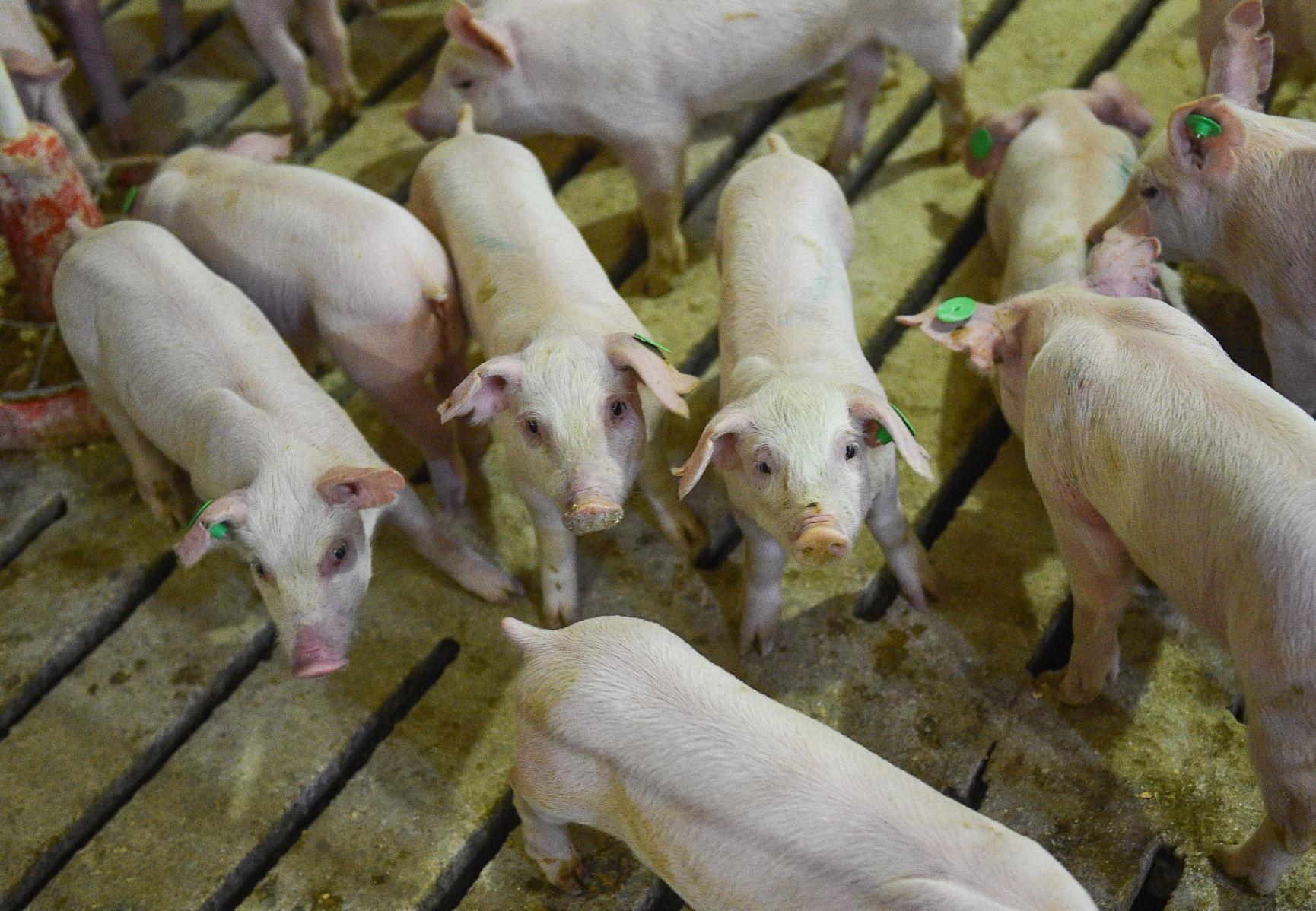 051720-QC-NWS-REGIONALMEAT-mm-005